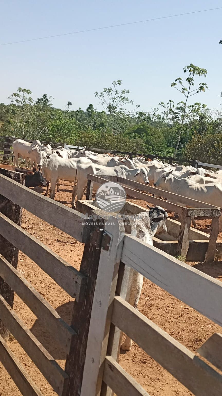 Fazenda à venda, 1080000m² - Foto 12